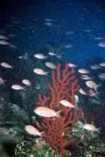 Scuba Diving Sicily
